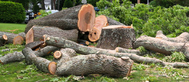 Best Tree Risk Assessment  in Locust Grove, GA